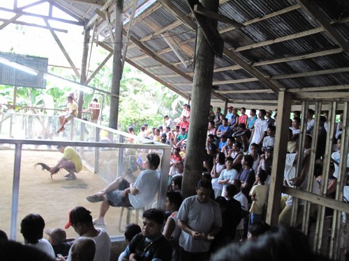 Coqpit Arena Panglao (5)